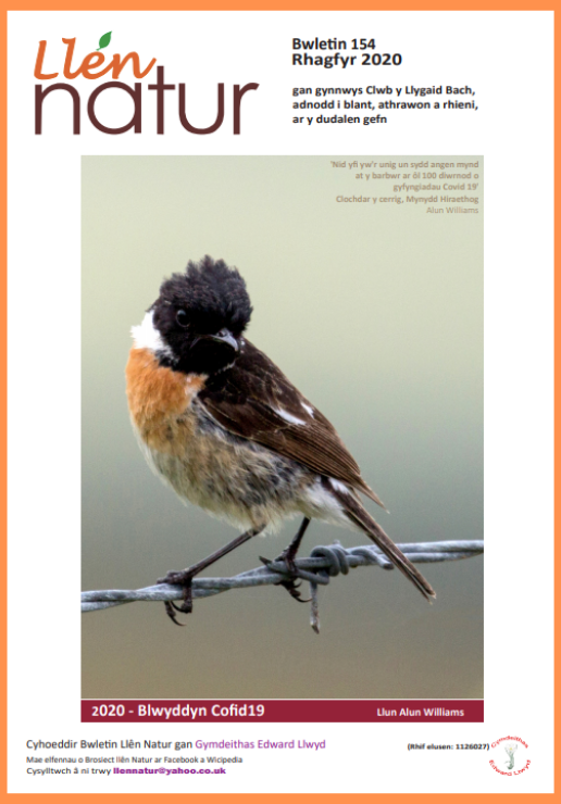 Fallback Image (WPML Translation)