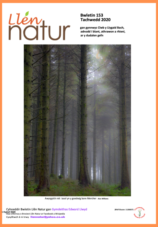 Fallback Image (WPML Translation)